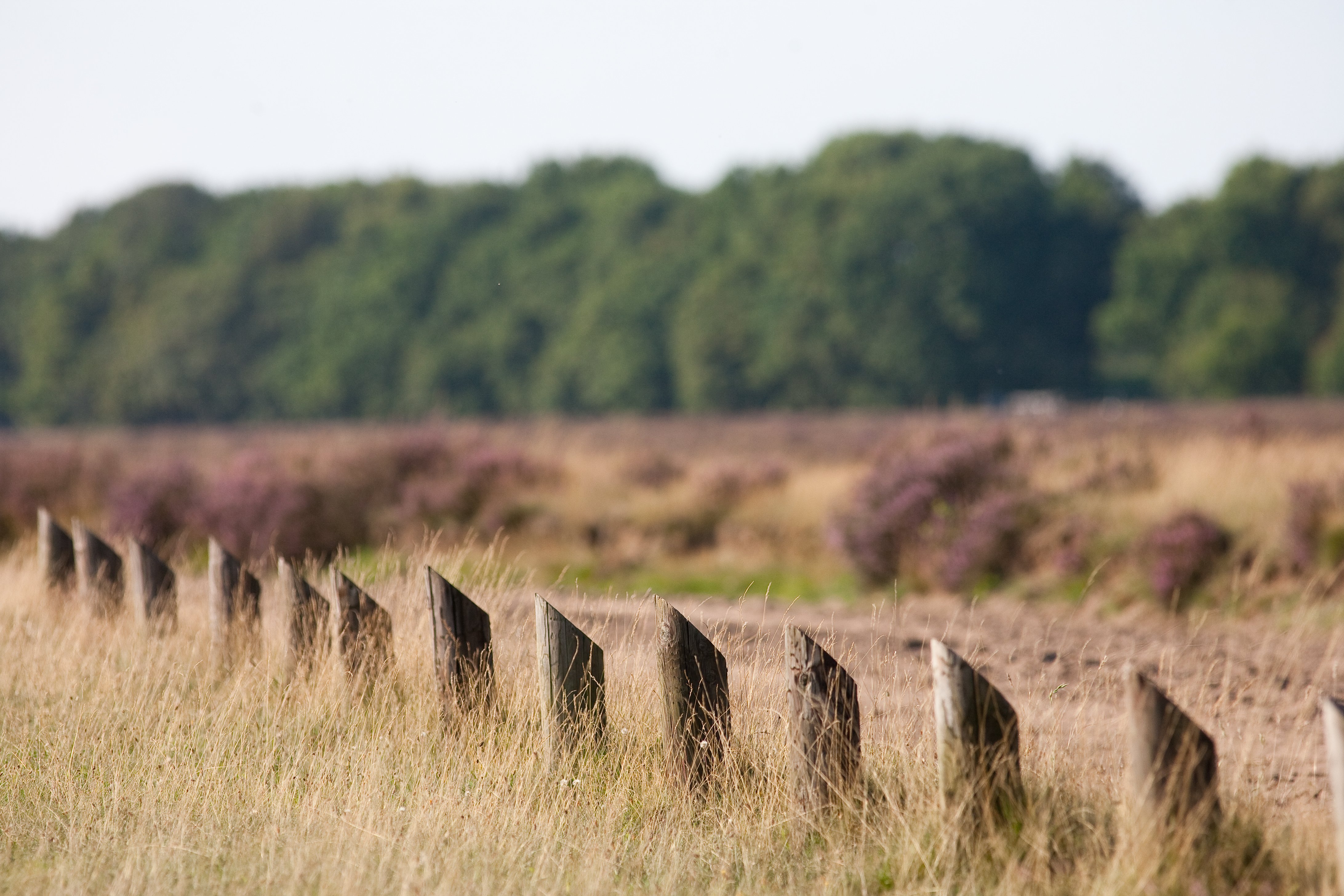 Veluwe - Heide - 3