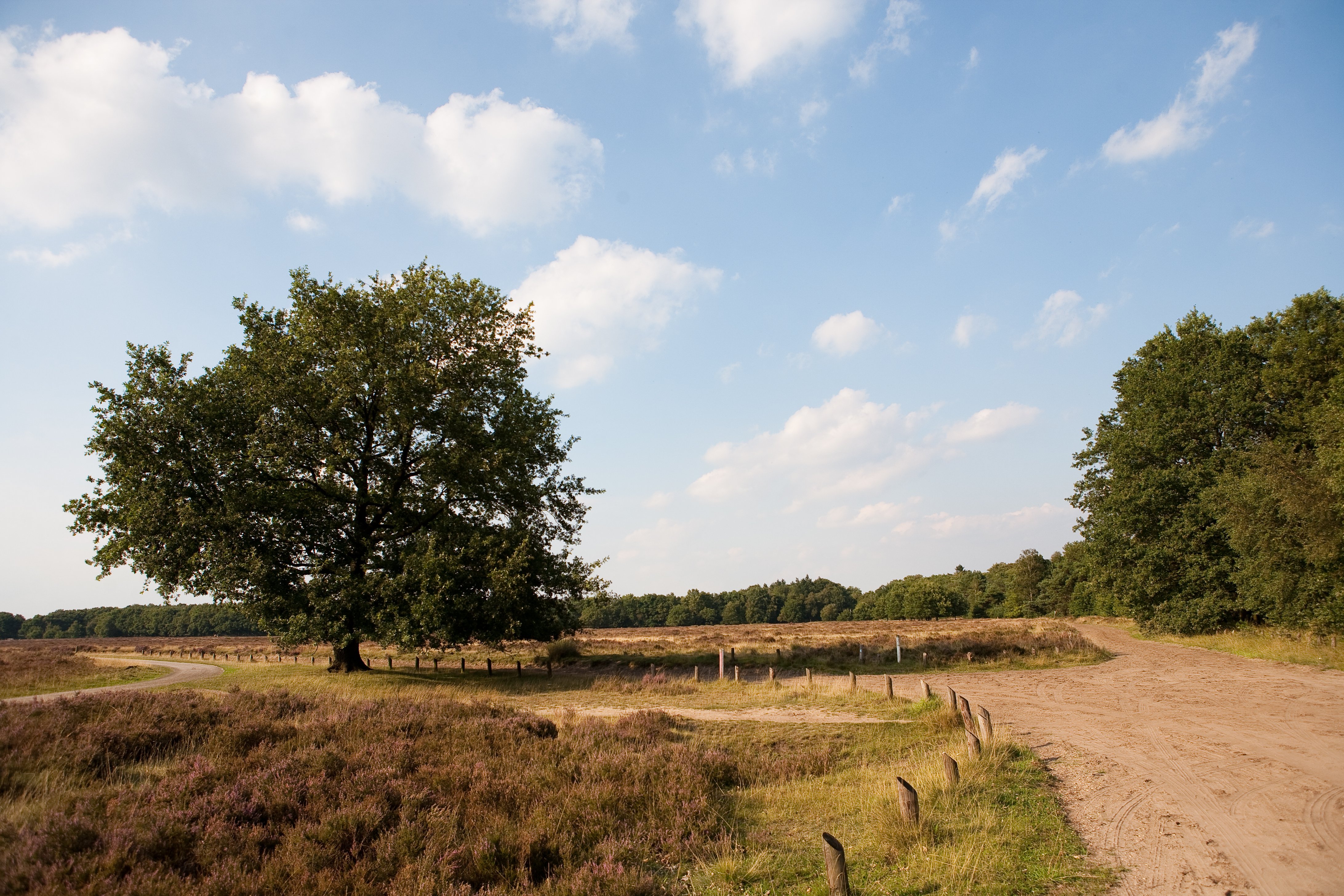 Veluwe - Heide - 4